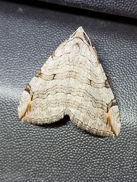 Aplocera efformata/plagiata