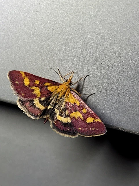 Pyrausta purpuralis - közönséges bíbormoly