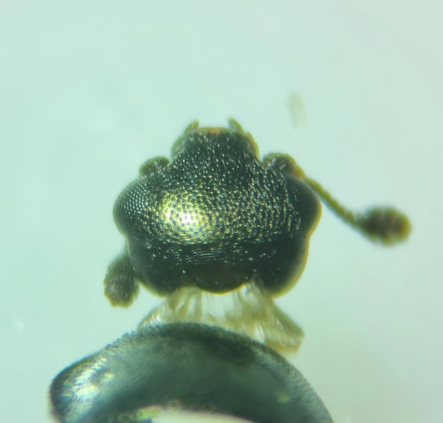 Meligethinae Meligethinae