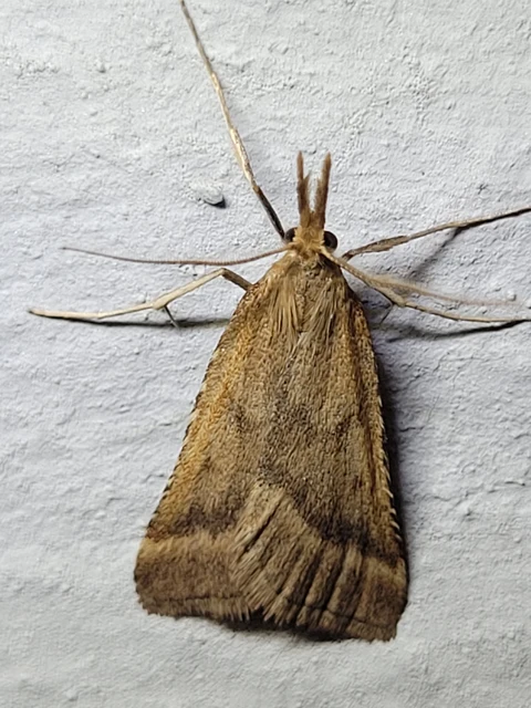 Synaphe punctalis - hosszúlábú fényilonca