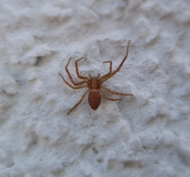 Philodromus
