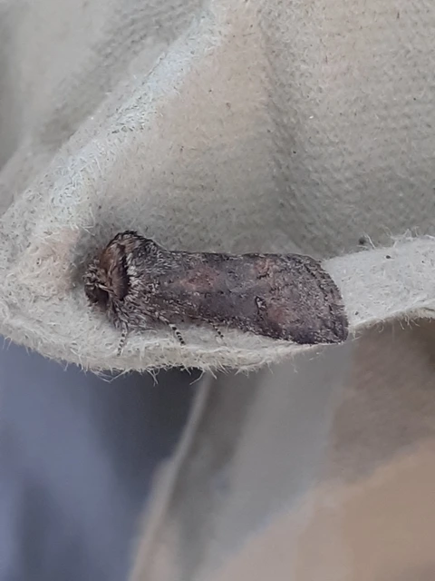 Asphalia ruficollis - vörösnyakú pihésszövő