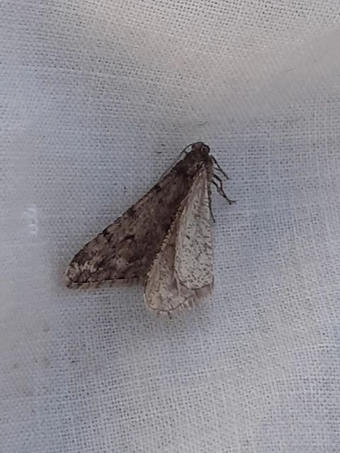 Agriopis leucophaearia - tölgy-tavasziaraszoló