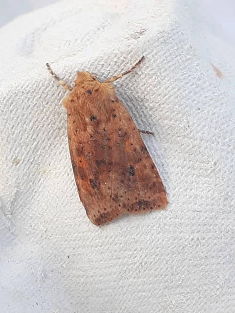 Conistra rubiginea - vörös őszibagoly