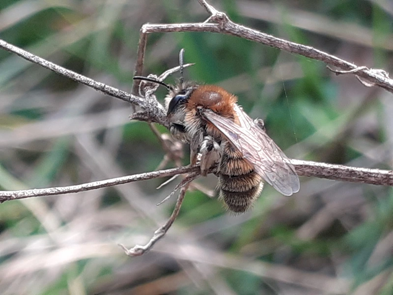 Andrena praecox