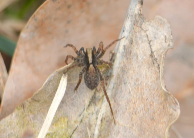Pardosa alacris/lugubris