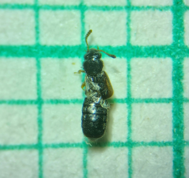 Phloeostiba lapponica