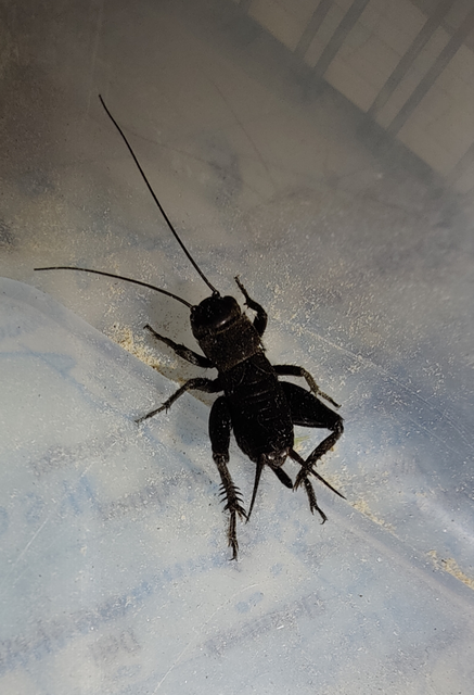 Gryllus campestris - mezei tücsök