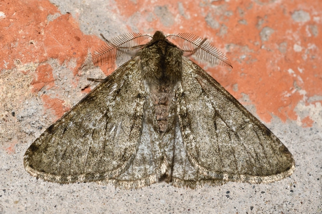 Apocheima pilosaria - zöldes tavasziaraszoló