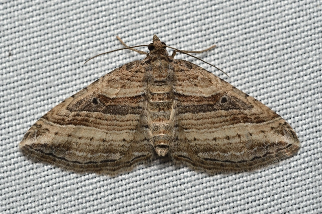 Costaconvexa polygrammata - soksávú araszoló