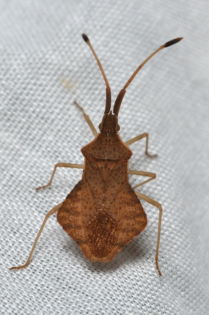 Syromastus rhombeus - vitorlás karimáspoloska