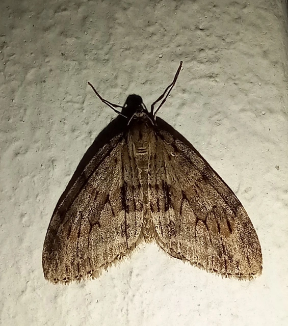 Trichopteryx polycommata - kőrisfa-lebenyesaraszoló