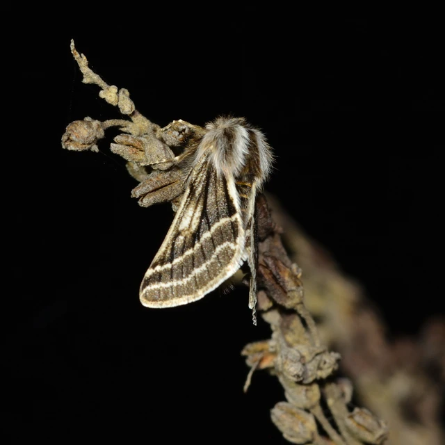 Lycia zonaria - öves tavasziaraszoló