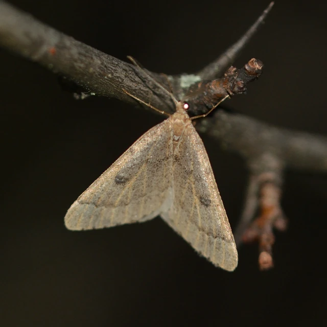 Theria rupicapraria - tavaszi kökényaraszoló