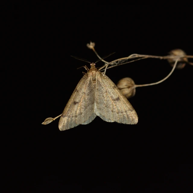 Theria rupicapraria - tavaszi kökényaraszoló