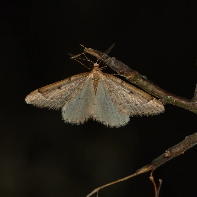 Theria rupicapraria - tavaszi kökényaraszoló