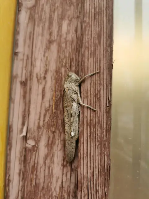 Anacridium aegyptium - egyiptomi sáska