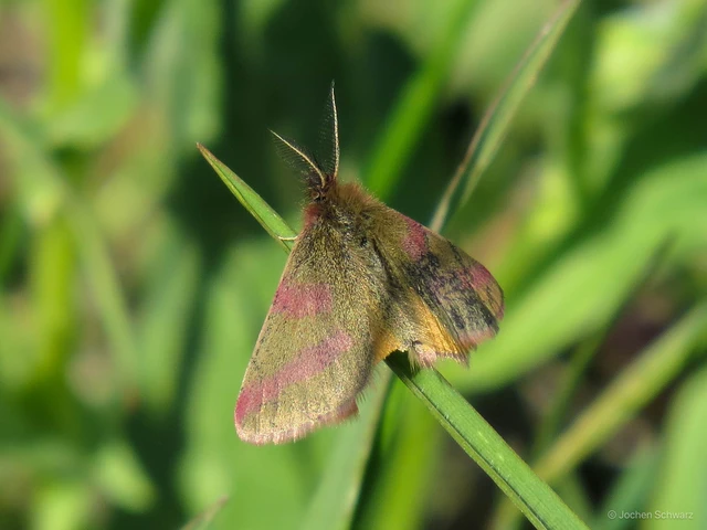 Lythria purpuraria - bíborsávos araszoló