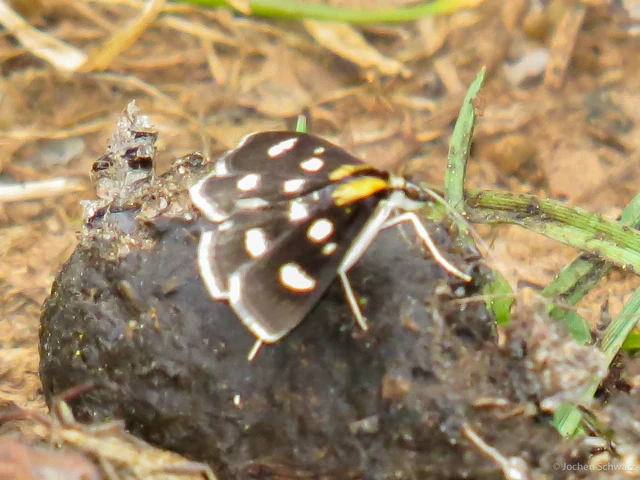 Anania funebris - aranyvessző-kormosmoly