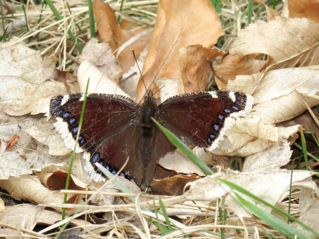 Nymphalis antiopa - gyászlepke