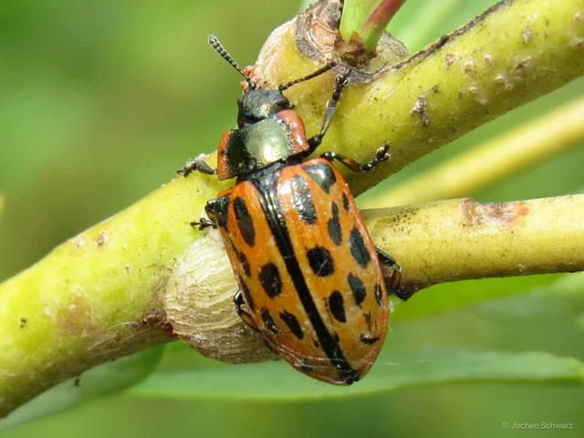 Chrysomela vigintipunctata - húszfoltos fűzlevelész