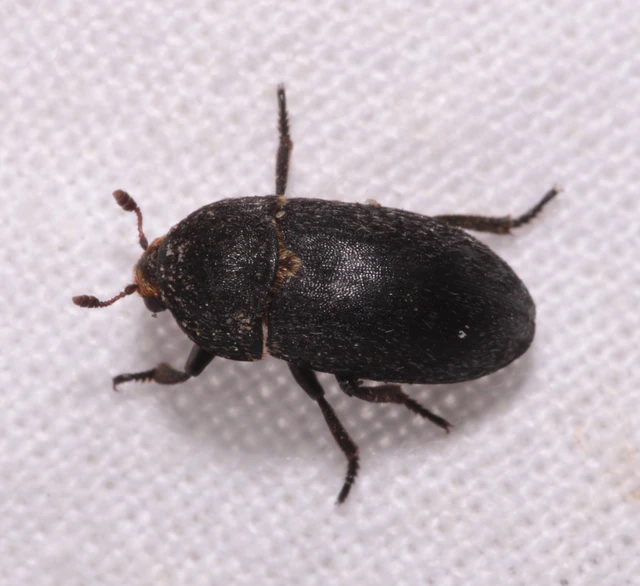 Dermestes laniarius - gyászos porva Dermestes laniarius - gyászos porva