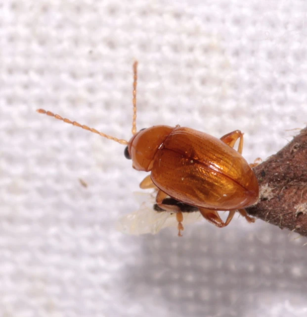 Neocrepidodera