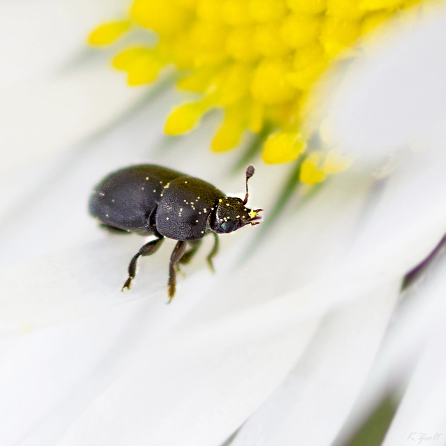 Meligethinae Meligethinae