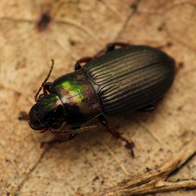 Harpalus distinguendus - mezei lomhafutó