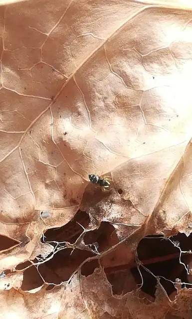 Heliophanus