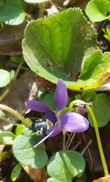 Tritomegas bicolor - foltos földipoloska