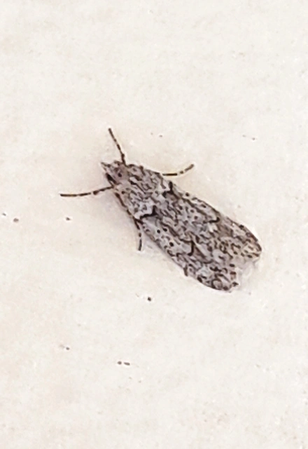 Diurnea fagella - szürke tavaszimoly