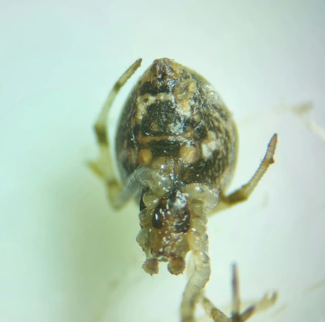 Parasteatoda tepidariorum - üvegházi törpepók