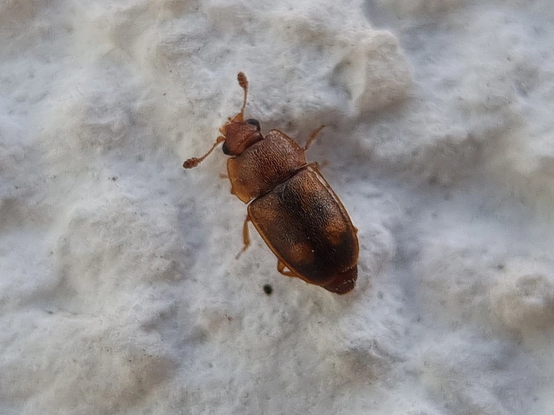 Epuraea biguttata - kétcseppes fénybogár