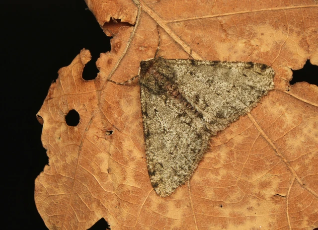 Apocheima pilosaria - zöldes tavasziaraszoló