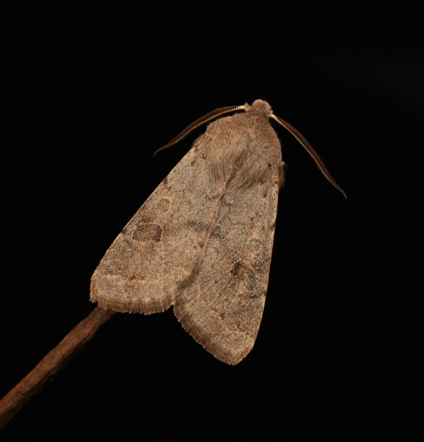 Orthosia populeti - nyárfa-barkabagoly