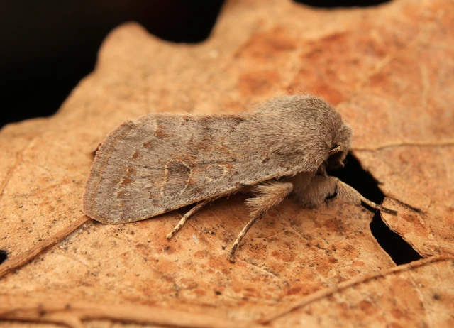 Orthosia populeti - nyárfa-barkabagoly