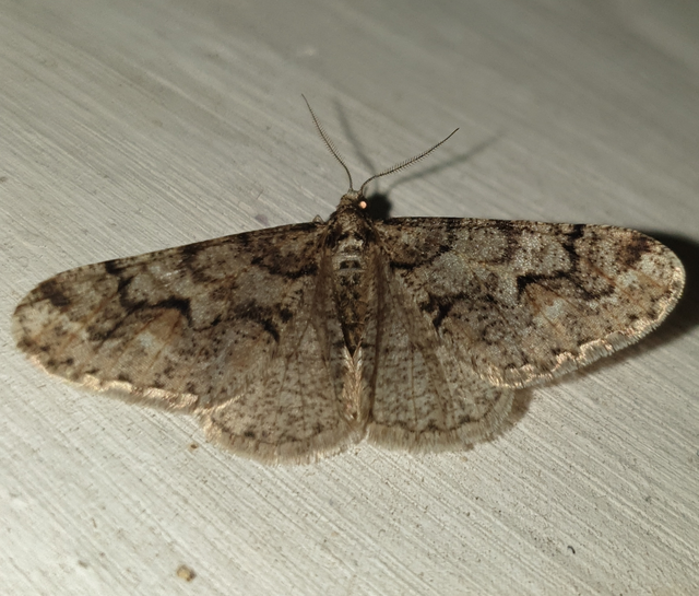 Agriopis leucophaearia - tölgy-tavasziaraszoló