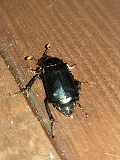Nicrophorus humator - fekete temetőbogár
