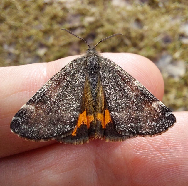 Boudinotiana notha - vörhenyes nappaliaraszoló