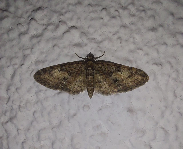 Eupithecia abbreviata - korai törpearaszoló