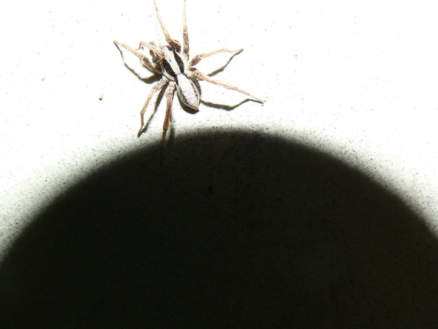 Alopecosa striatipes/mariae