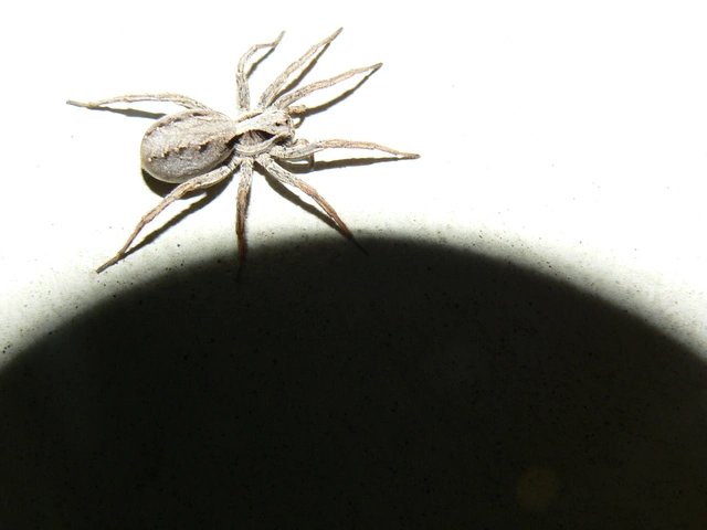 Alopecosa striatipes/mariae