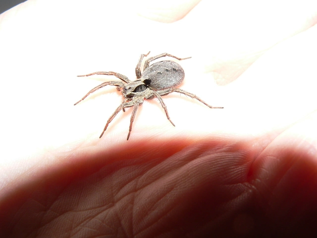 Alopecosa striatipes/mariae