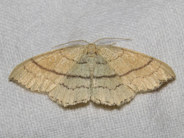 Cyclophora linearia - vonalas pettyesaraszoló