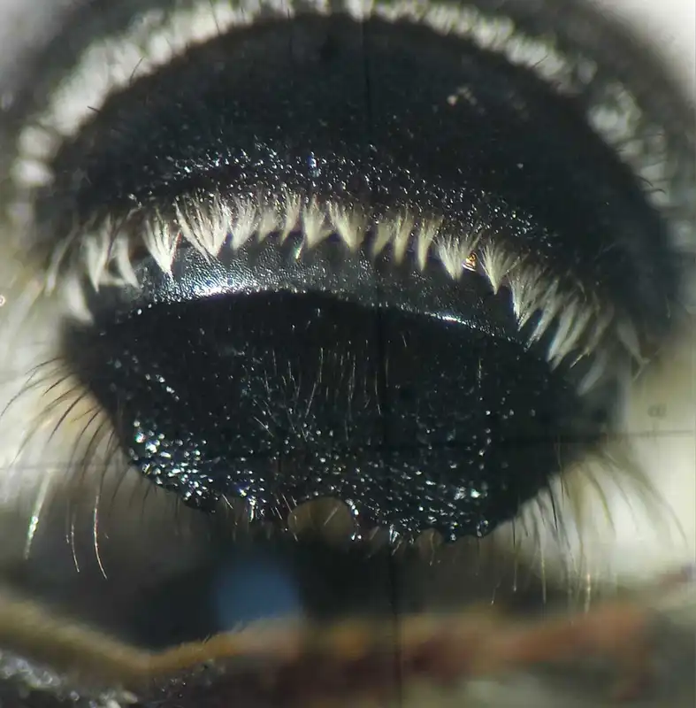 Megachile ericetorum