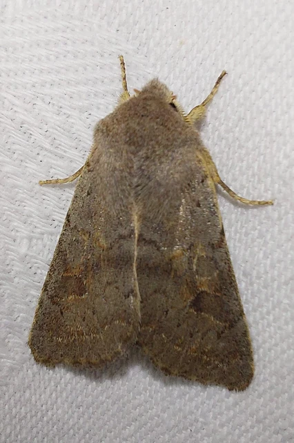Orthosia populeti - nyárfa-barkabagoly