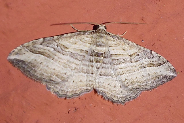 Costaconvexa polygrammata - soksávú araszoló