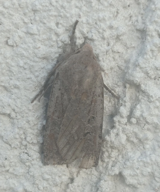 Conistra rubiginosa - szürke télibagoly