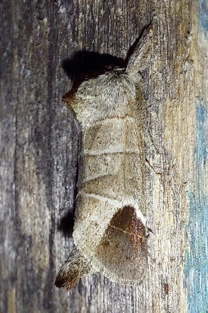 Clostera curtula - rövidszárnyú levélszövő
